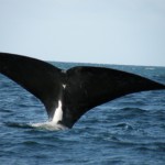 South Africa - Whale Watching