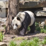 South Australia - Pandas at Adelaide Zoo Pandas at Adelaide Zoo
